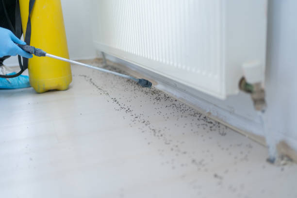 Best Termite Control Services  in Wainaku, HI
